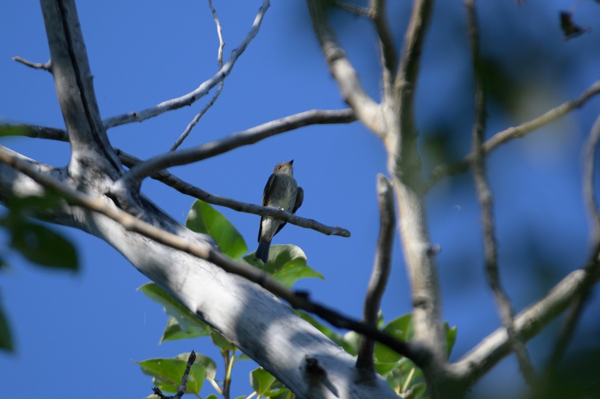 Olive-sided Flycatcher - Cameron Hunter