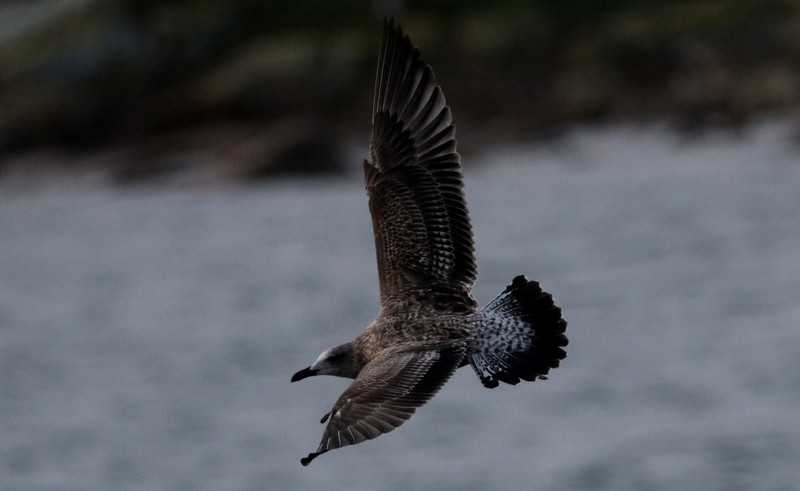 Gaviota Argéntea - ML388547731