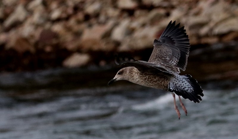 Herring Gull - ML388547781