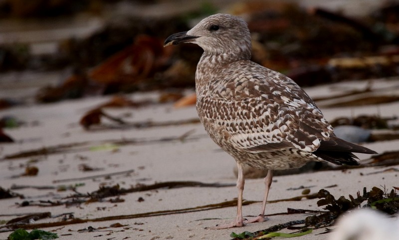 Herring Gull - Kris Webb