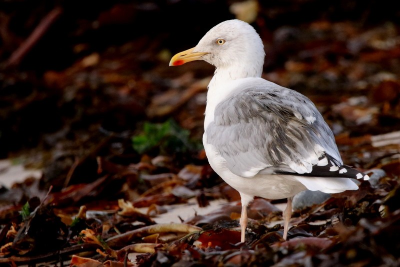 Herring Gull - Kris Webb