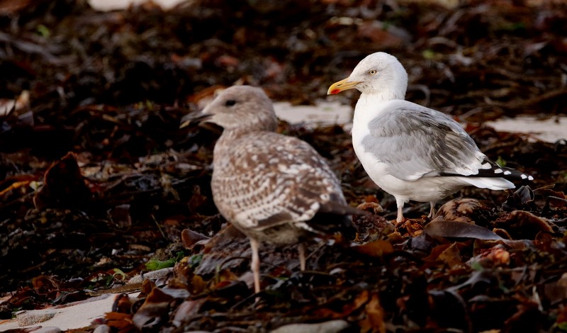 Herring Gull (European) - Kris Webb