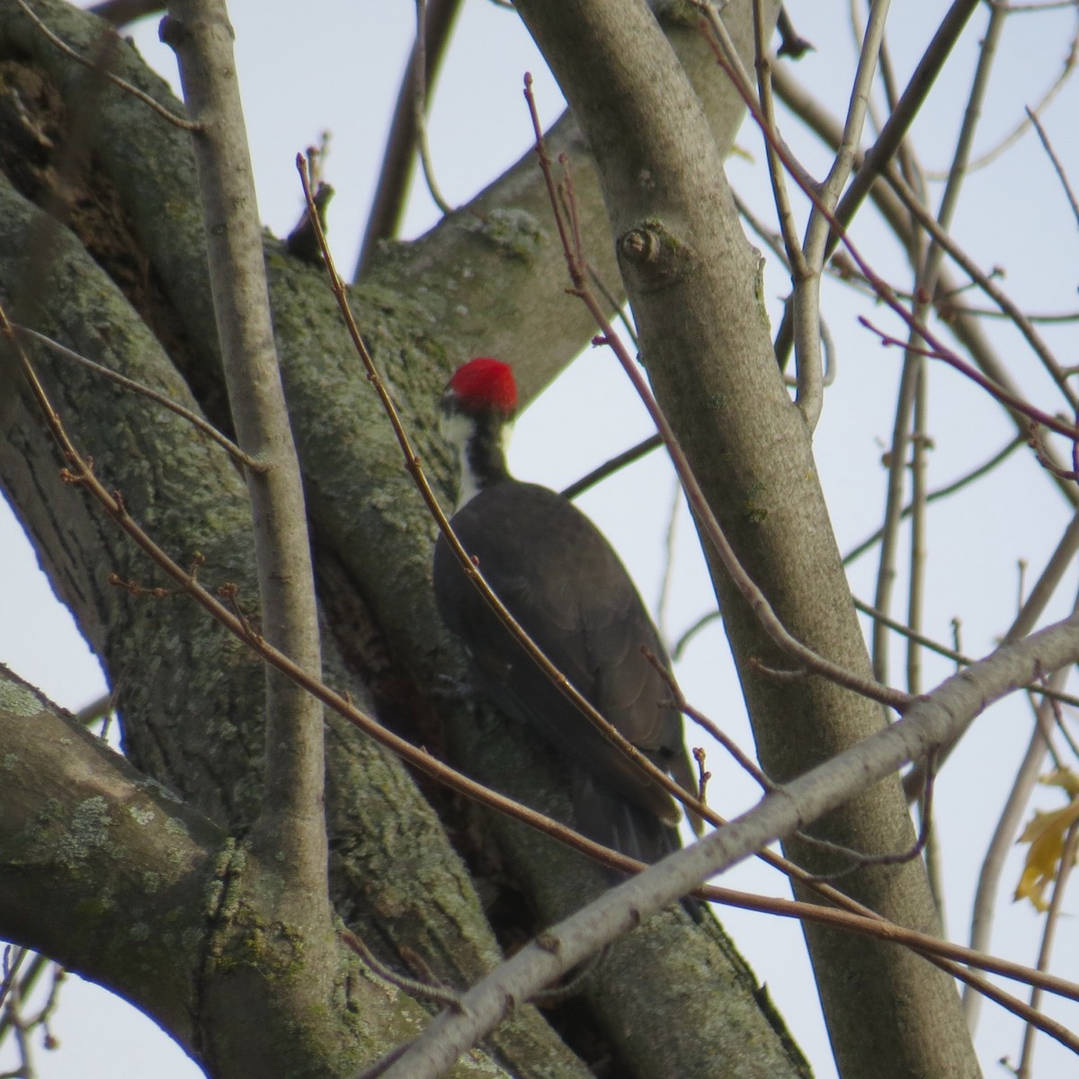 Pileated Woodpecker - ML38854811