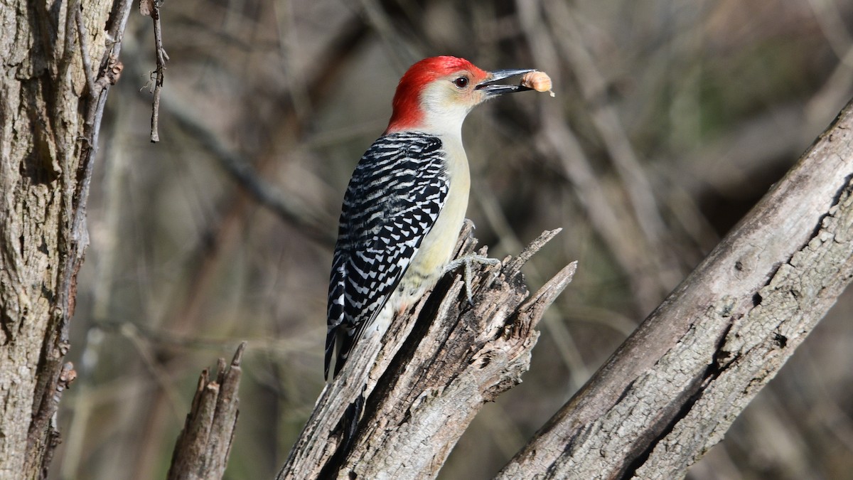 Red-bellied Woodpecker - ML388548441