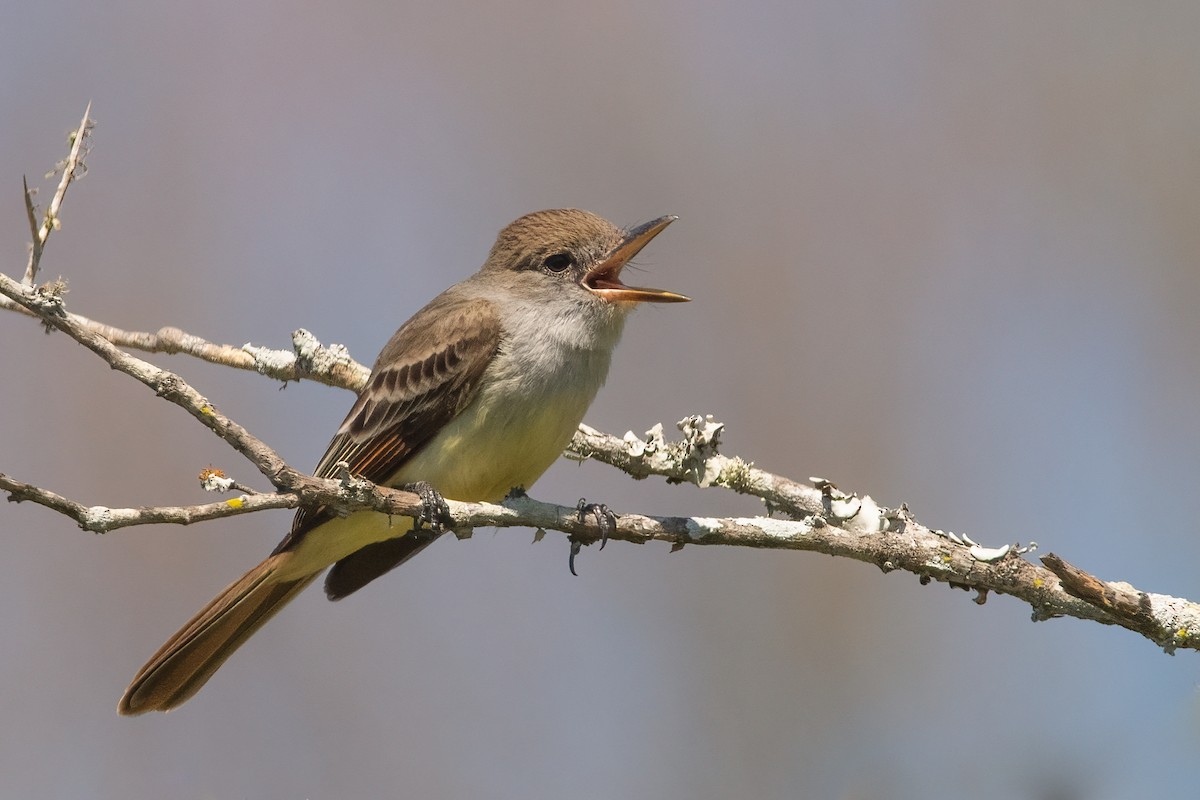 Brown-crested Flycatcher - ML388549791