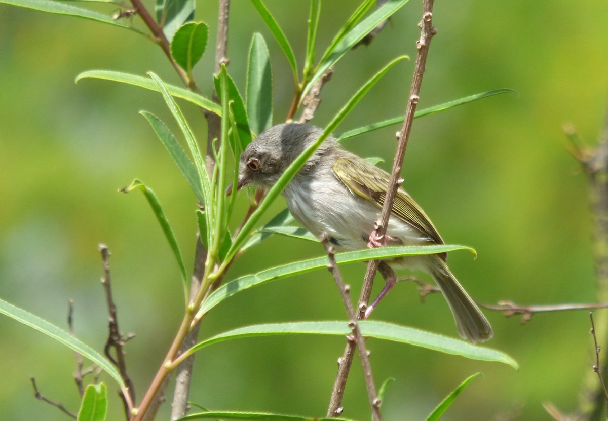 Pearly-vented Tody-Tyrant - ML388550491