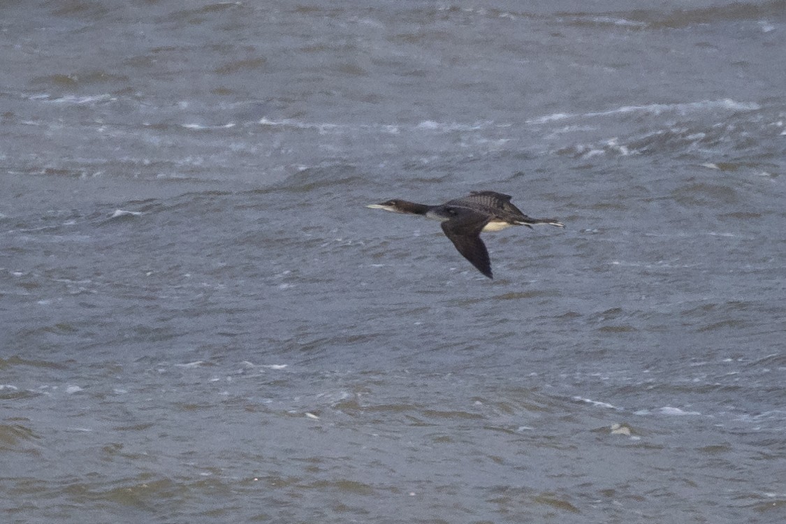 Common Loon - Lyall Bouchard