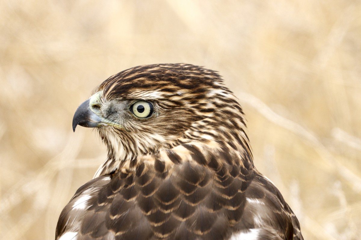 Cooper's Hawk - ML388551531