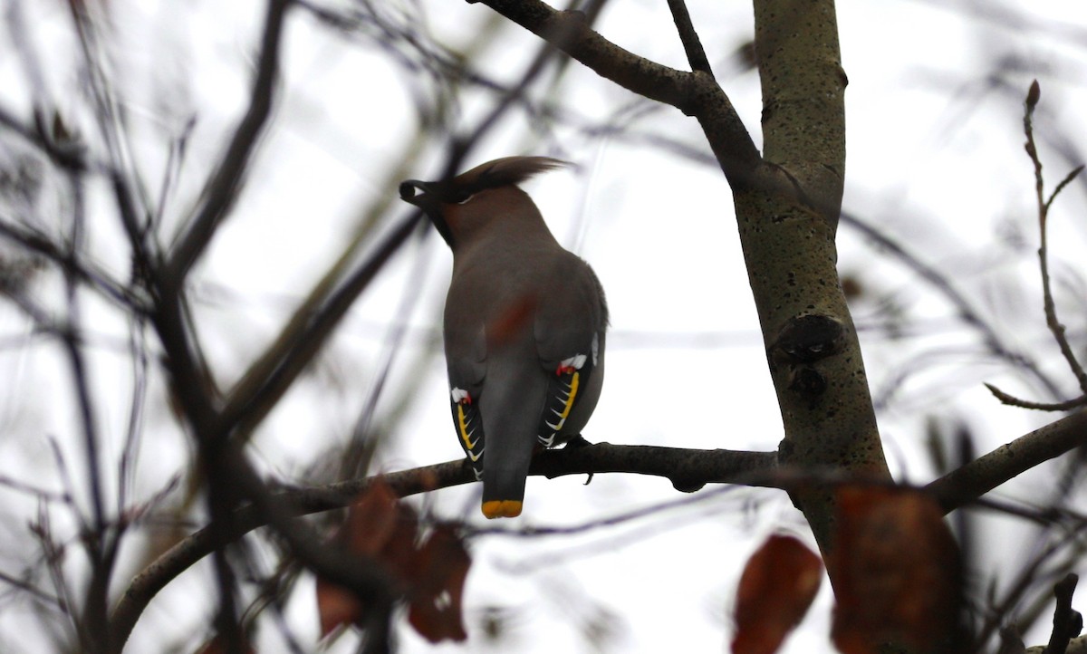Bohemian Waxwing - Andrew whitham