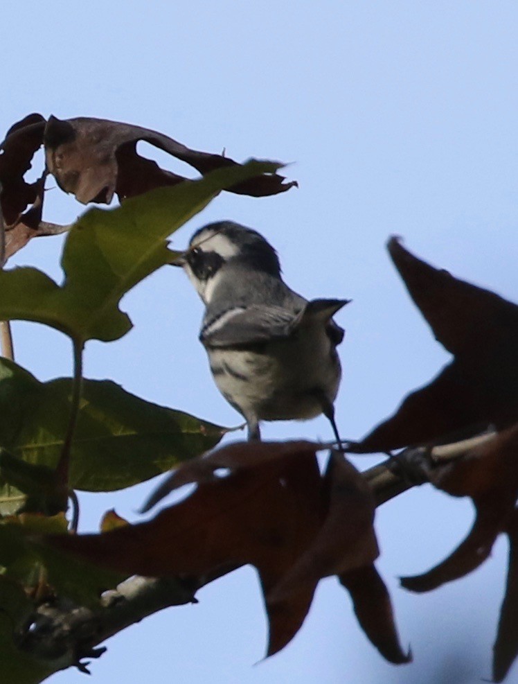 Black-throated Gray Warbler - ML388554261