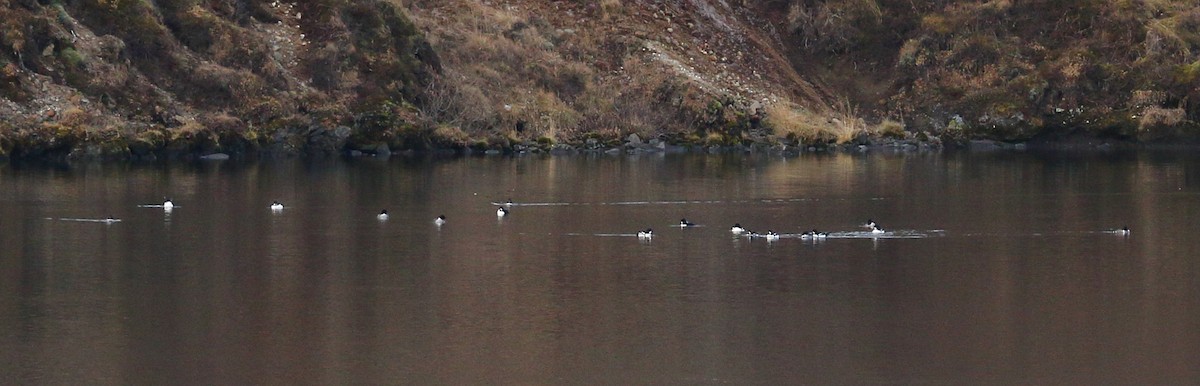 Barrow's Goldeneye - ML388554581