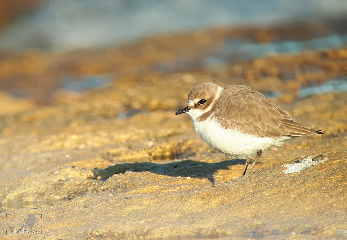 Kentish Plover - Jana Marco