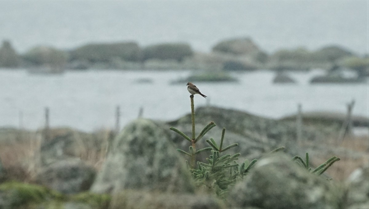 Brown Shrike - ML388556091