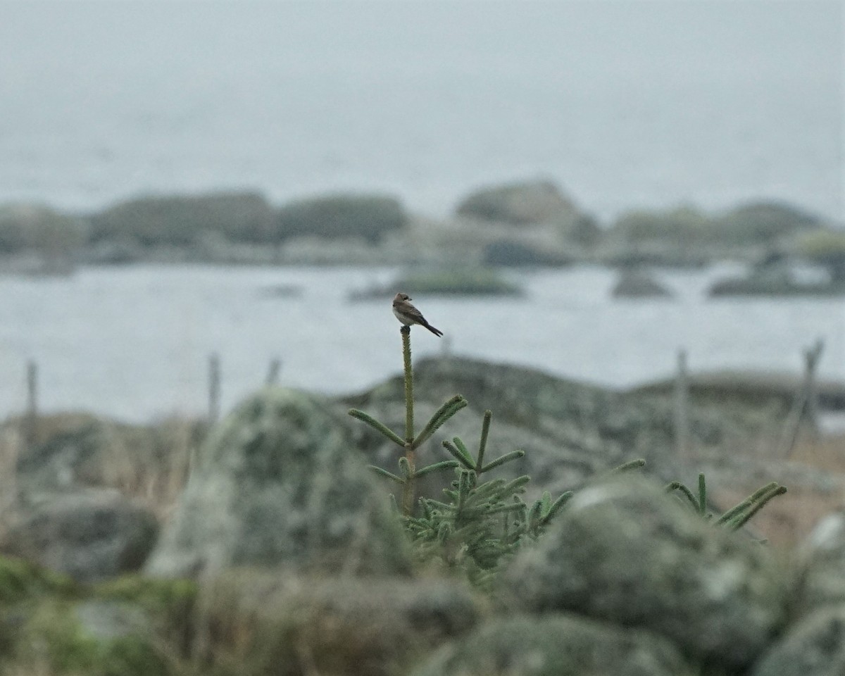 Brown Shrike - ML388556141