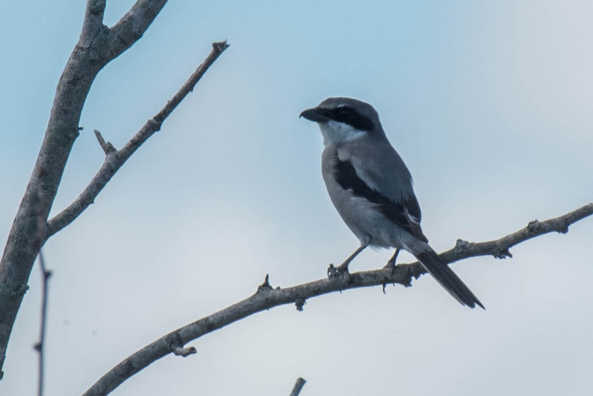 Loggerhead Shrike - Kayann Cassidy