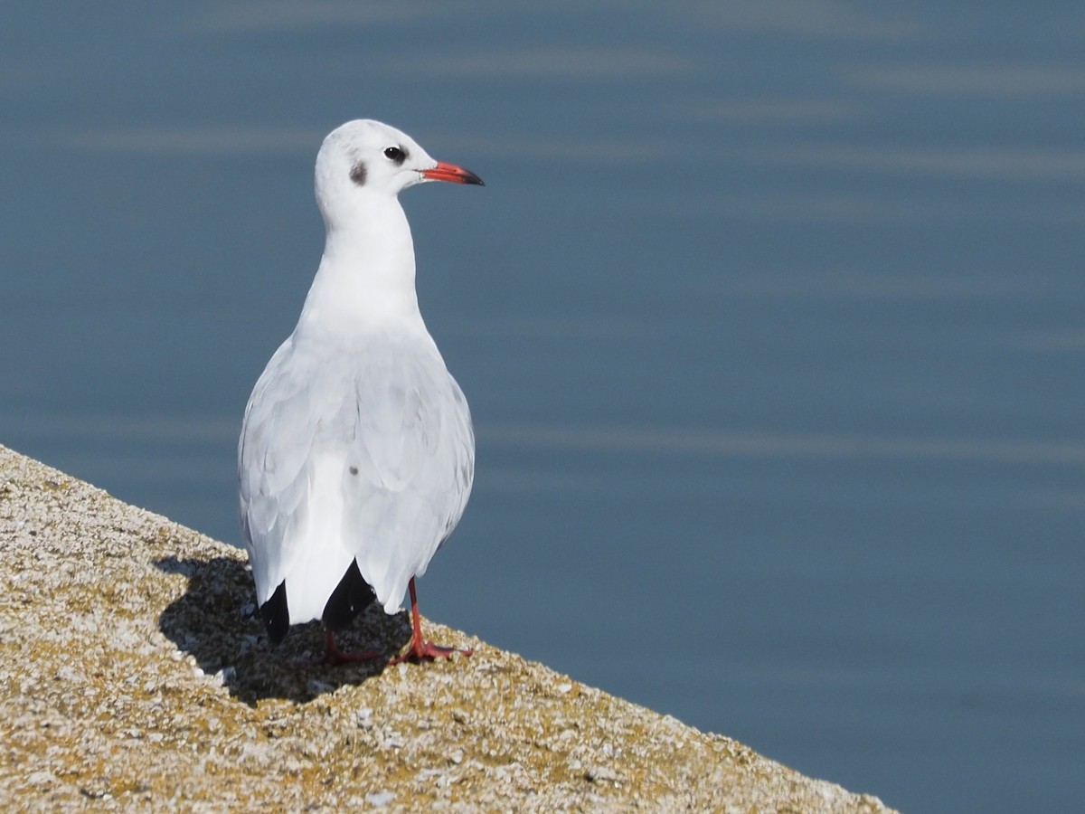 Mouette rieuse - ML388556891