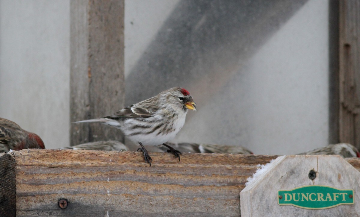 čečetka zimní (ssp. flammea) - ML38855791