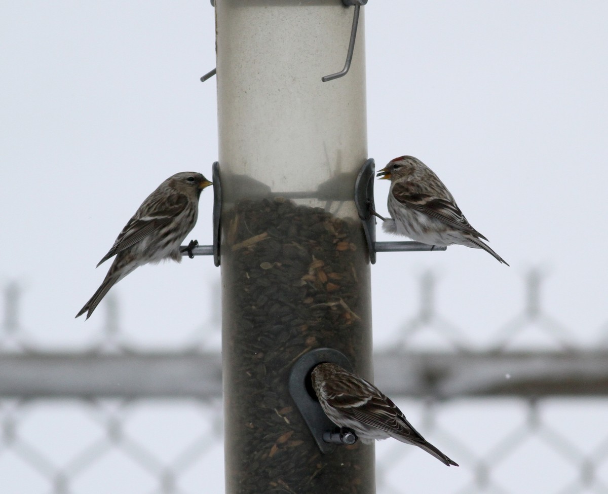 Common Redpoll (flammea) - ML38855831