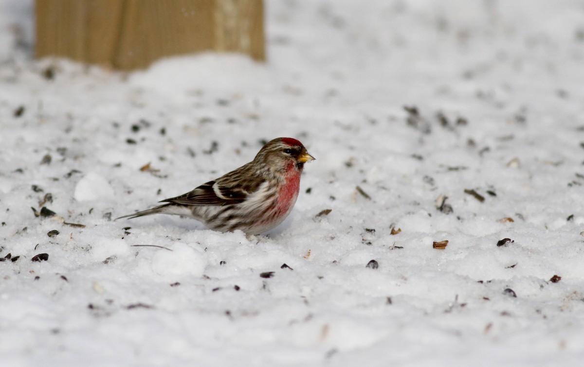 čečetka zimní (ssp. flammea) - ML38855891