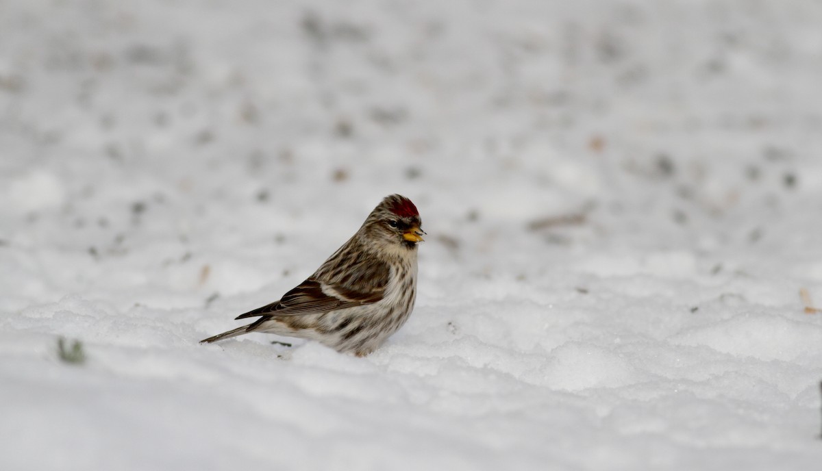 čečetka zimní (ssp. flammea) - ML38855941