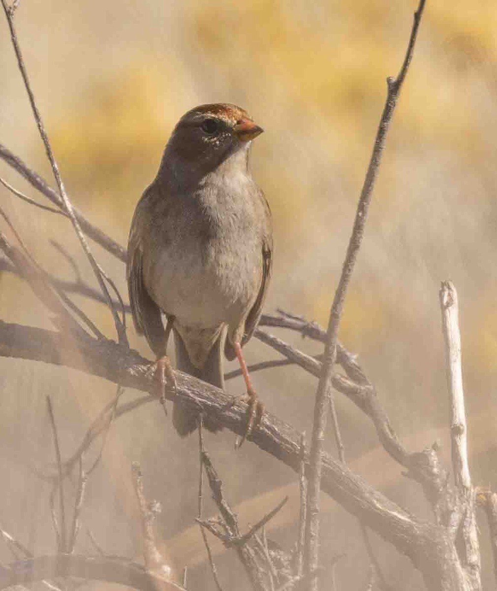 White-crowned Sparrow - ML388559611