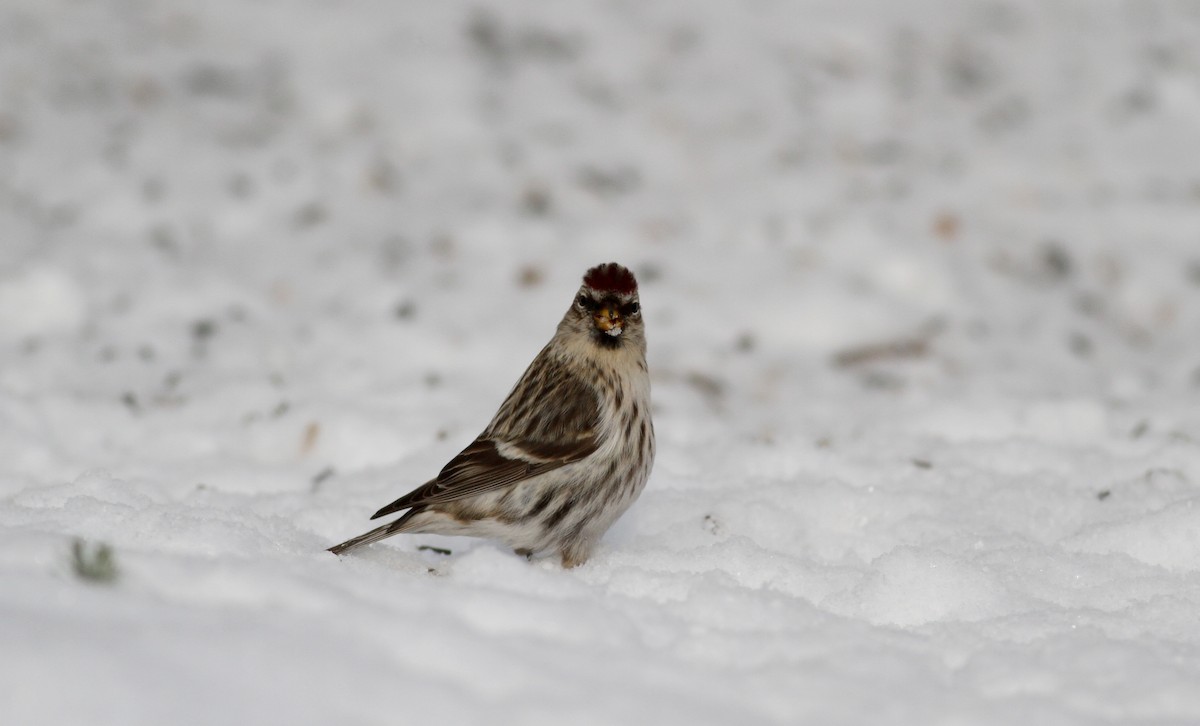 čečetka zimní (ssp. flammea) - ML38855971