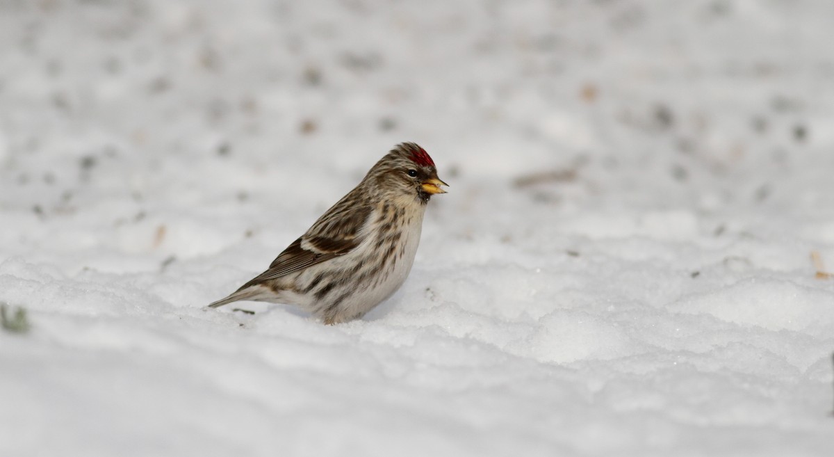 čečetka zimní (ssp. flammea) - ML38855991