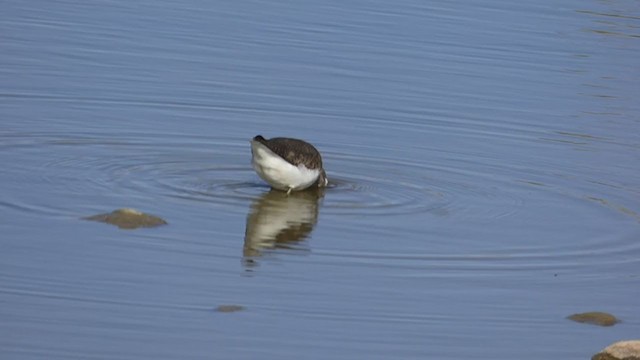 Green Sandpiper - ML388560231