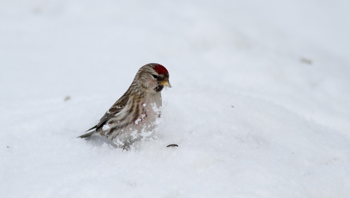 Common Redpoll (flammea) - ML38856041