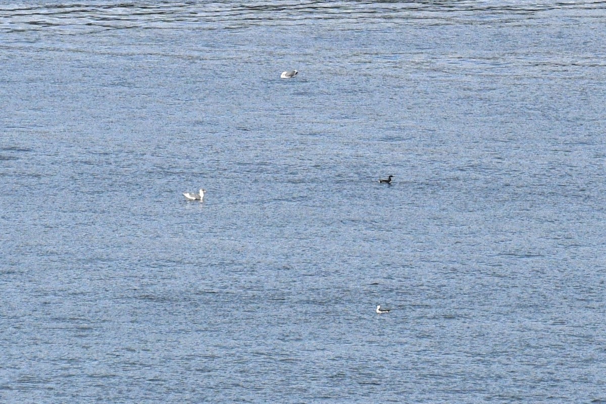 Thick-billed Murre - Will Brooks