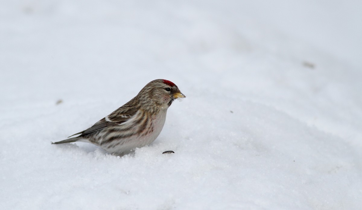 čečetka zimní (ssp. flammea) - ML38856061