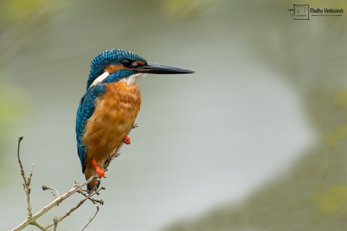 Common Kingfisher - ML388561151