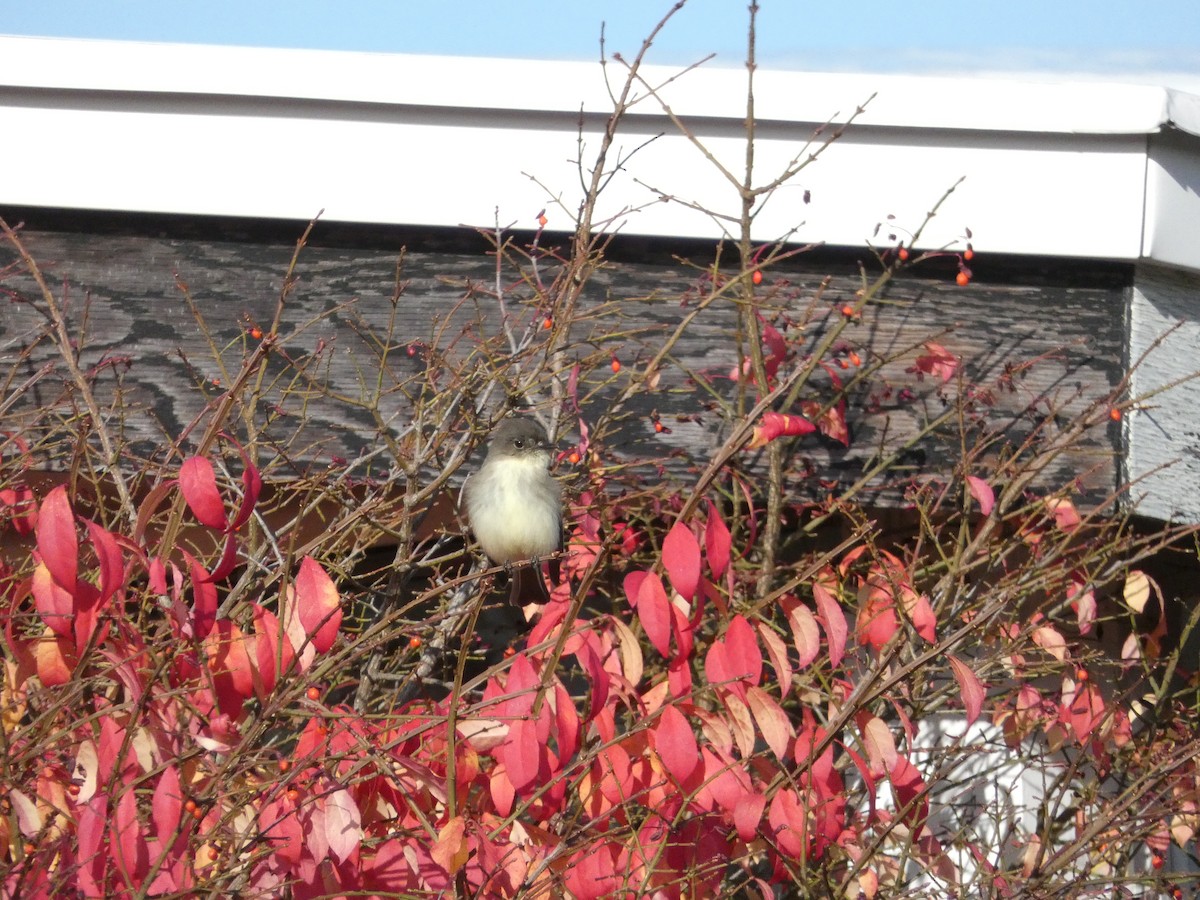 Eastern Phoebe - ML388561171