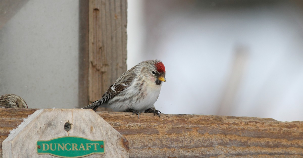 Common/Hoary Redpoll - Jay McGowan