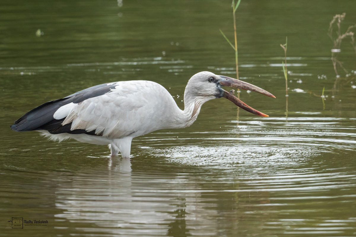 Asian Openbill - ML388561231
