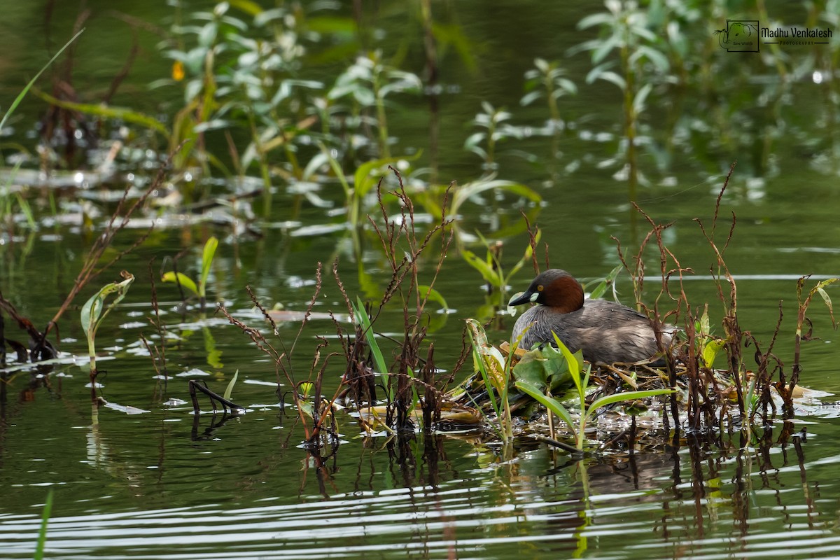 Little Grebe - ML388561351