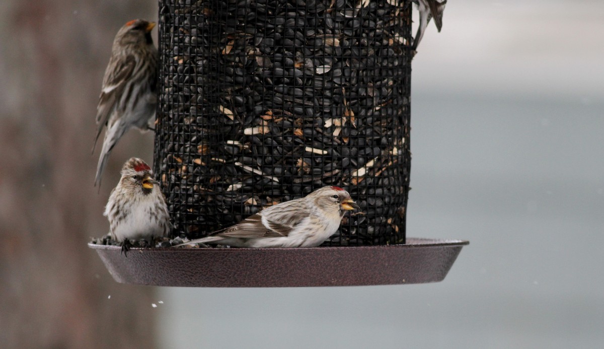 Hoary Redpoll (hornemanni) - ML38856401