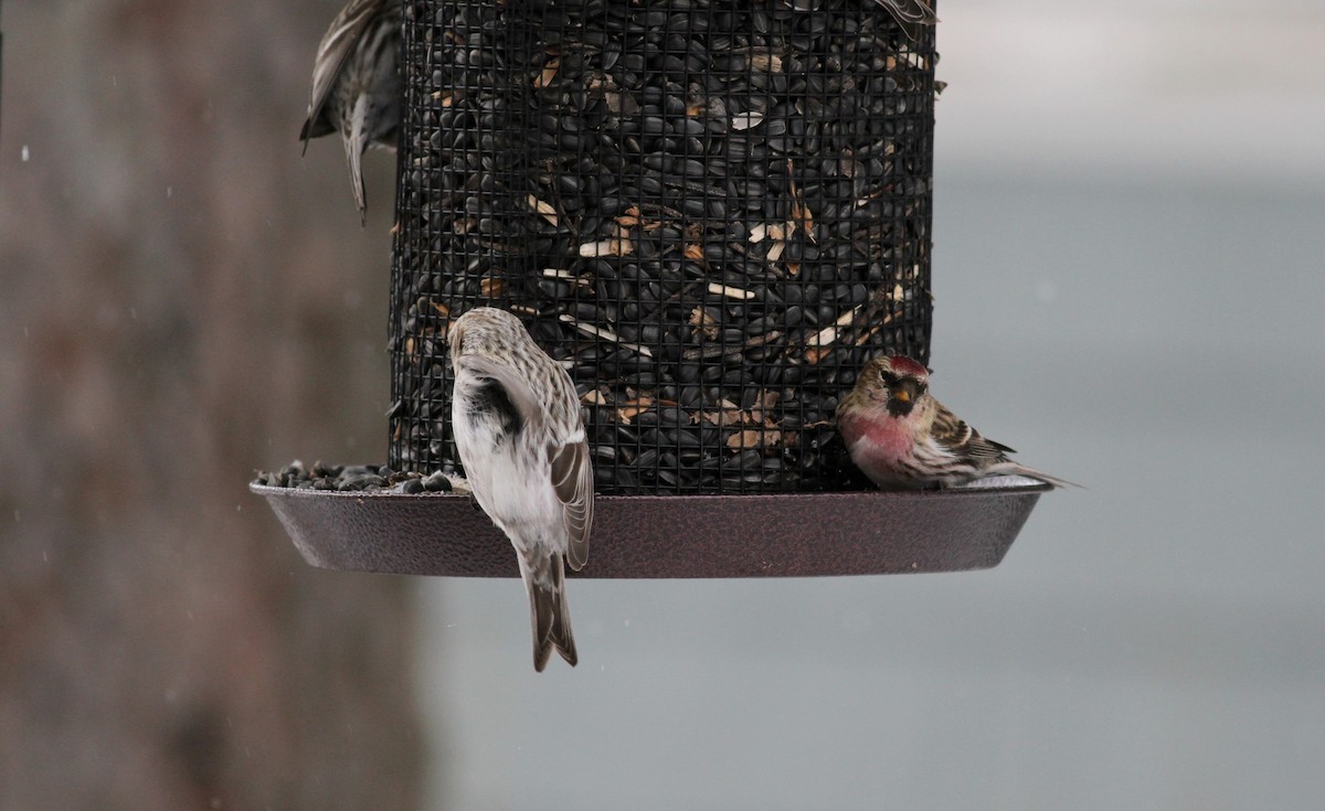 Hoary Redpoll (hornemanni) - ML38856421