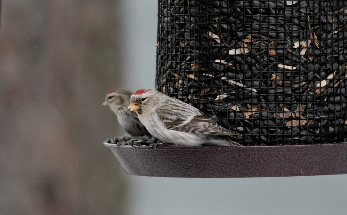 Hoary Redpoll (hornemanni) - ML38856441