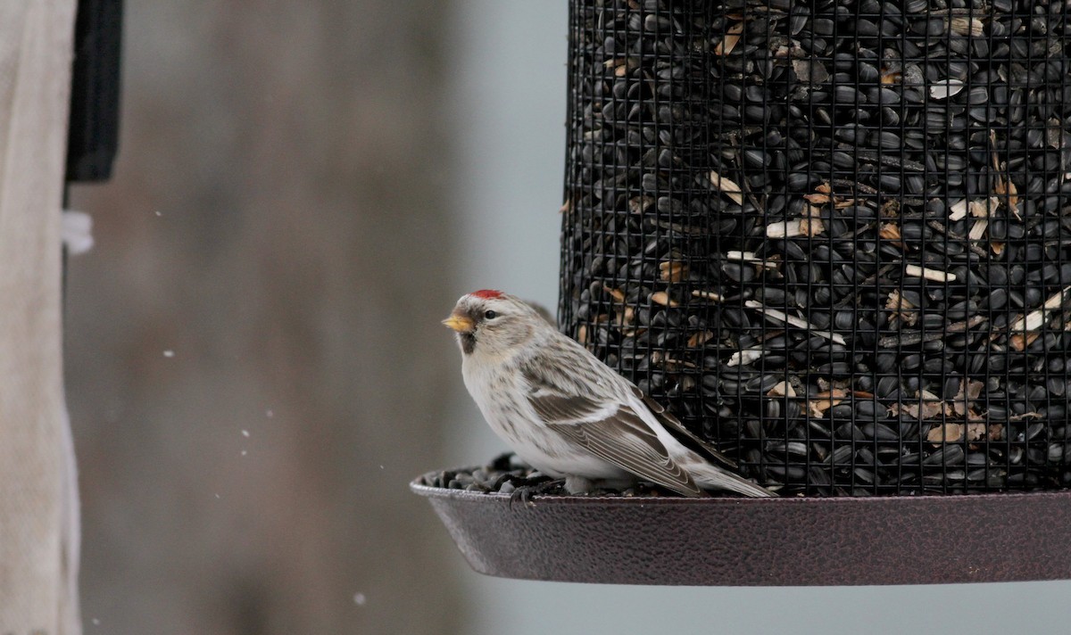 Hoary Redpoll (hornemanni) - ML38856461