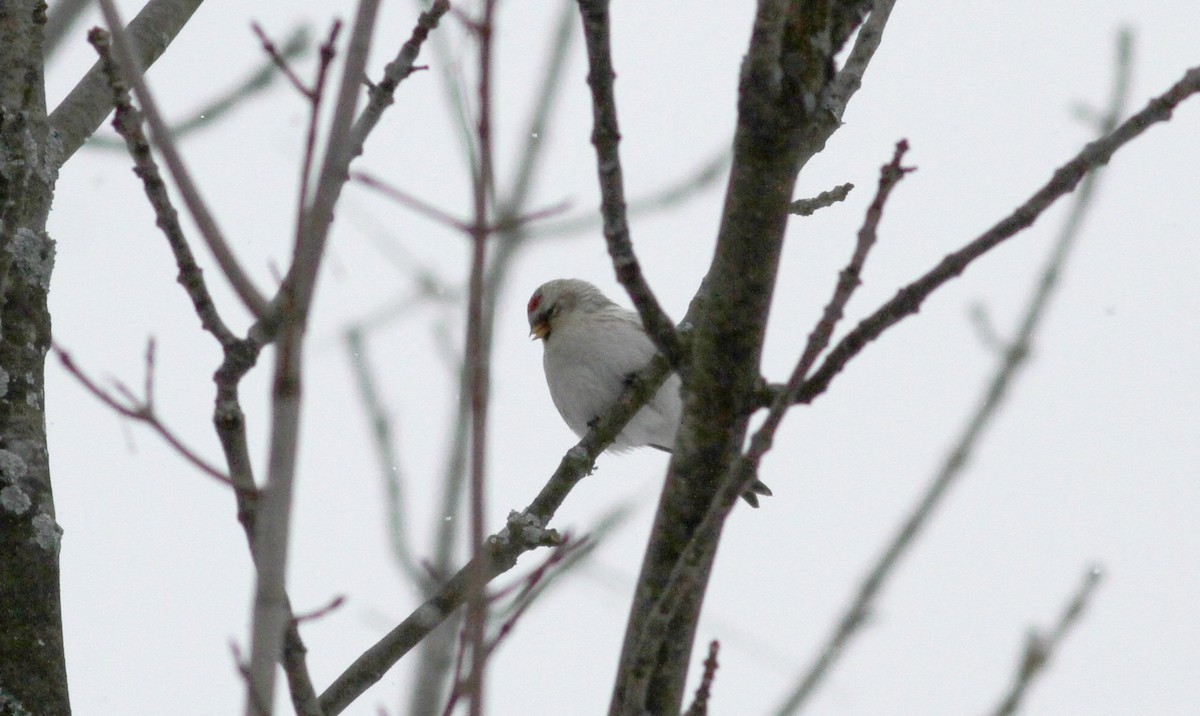 Hoary Redpoll (hornemanni) - ML38856481