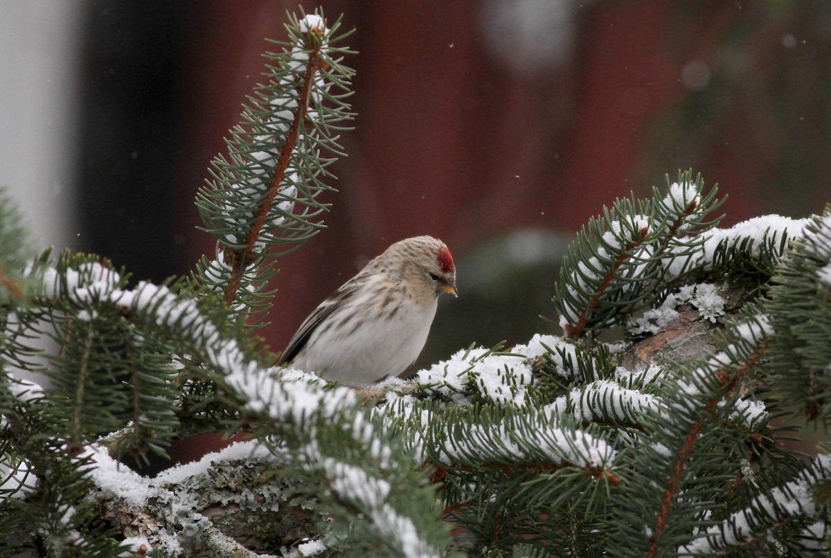 Hoary Redpoll (hornemanni) - ML38856531