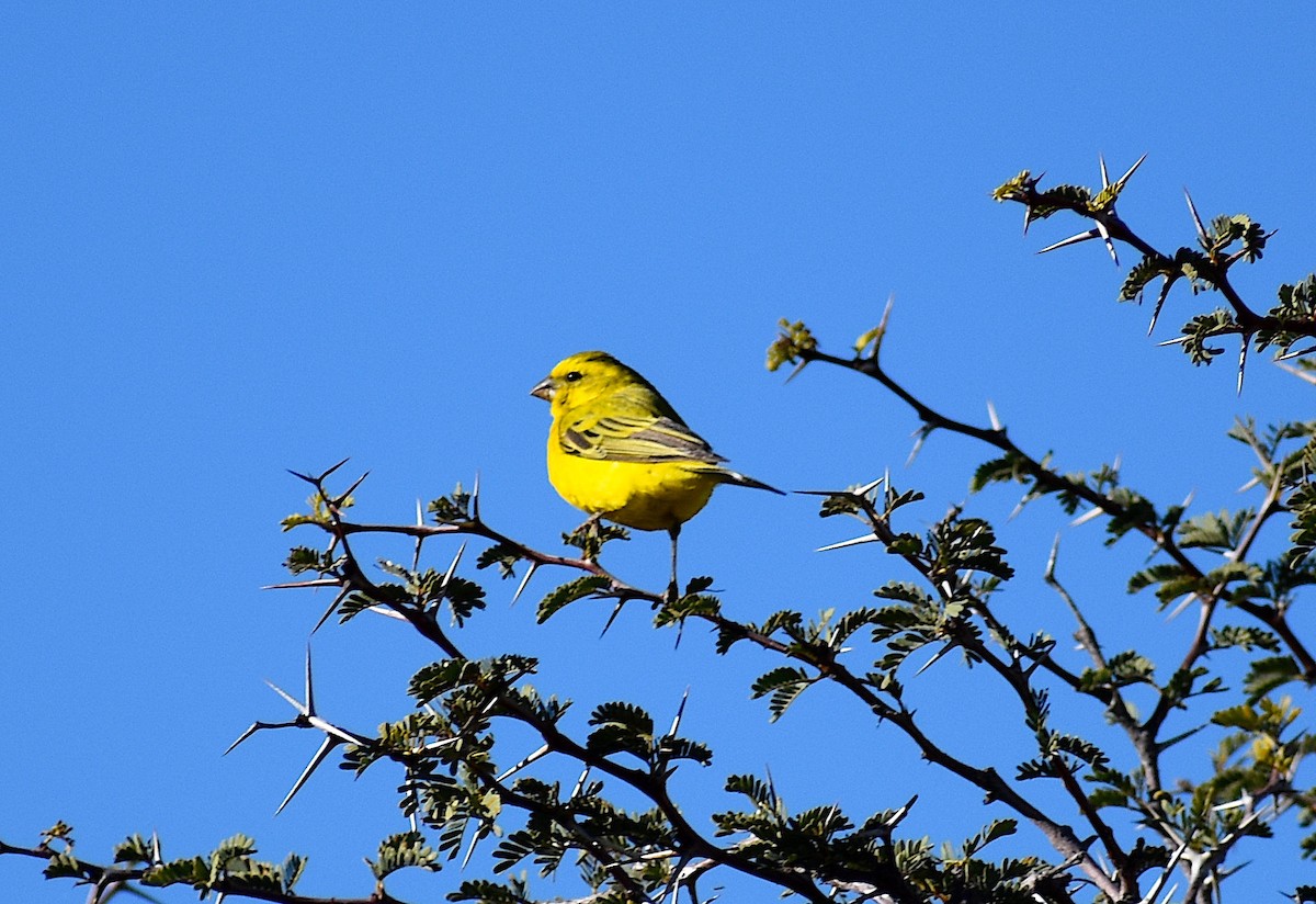 Yellow Canary - John Lynch