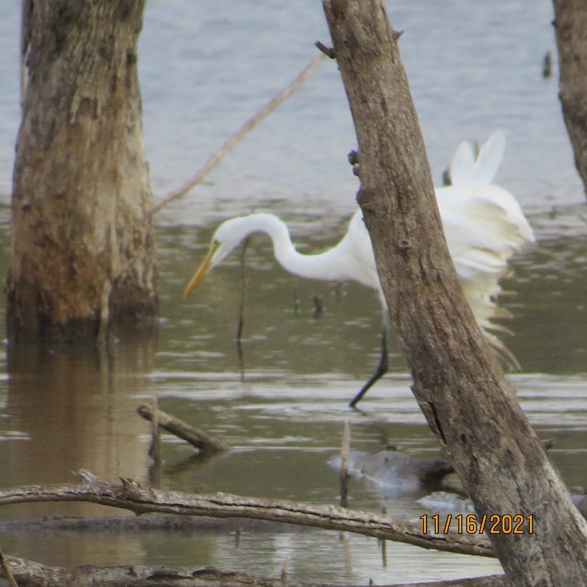 Great Egret - ML388566081