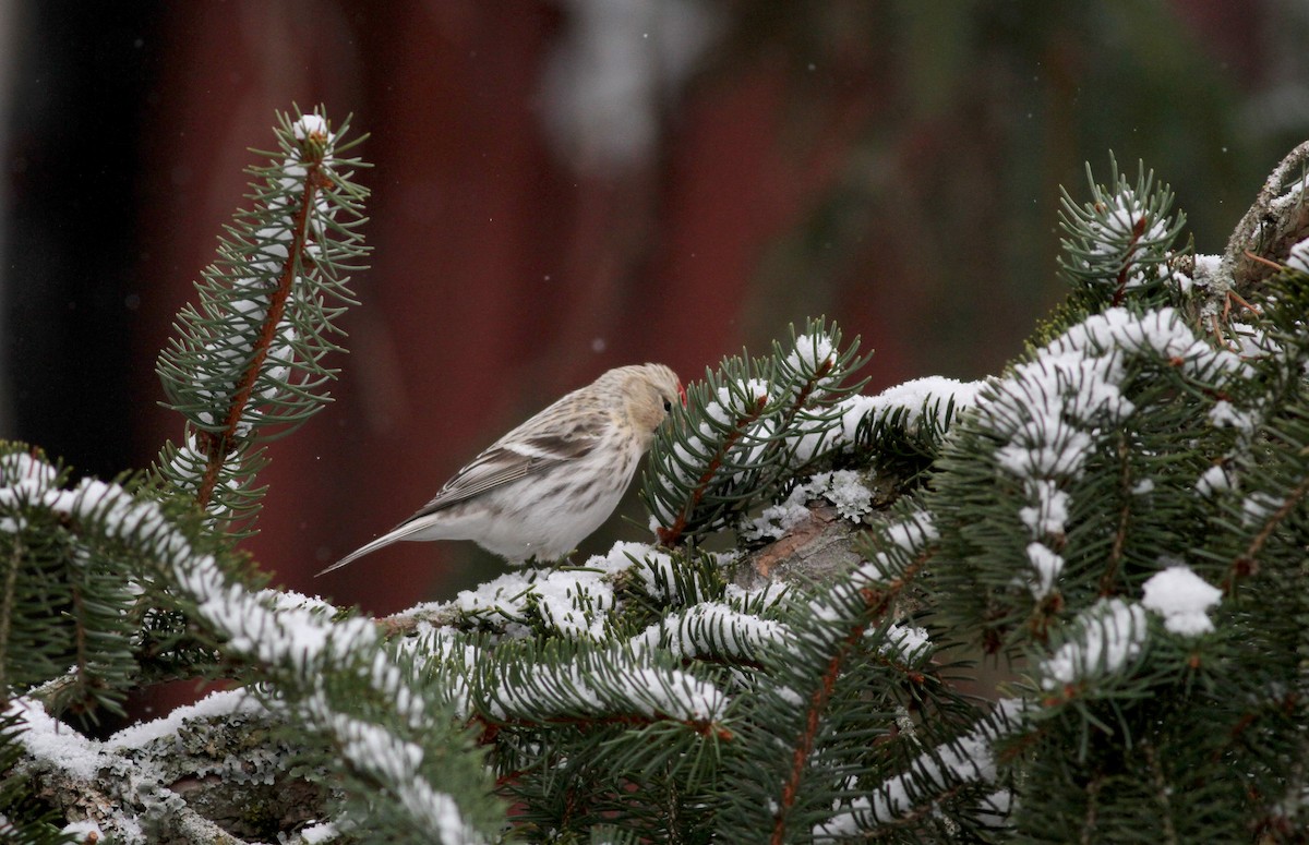 Hoary Redpoll (hornemanni) - ML38856661