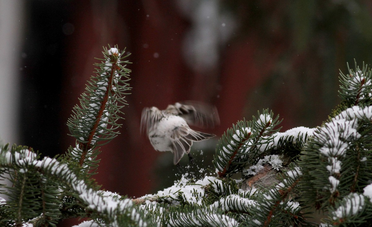 Hoary Redpoll (hornemanni) - ML38856701