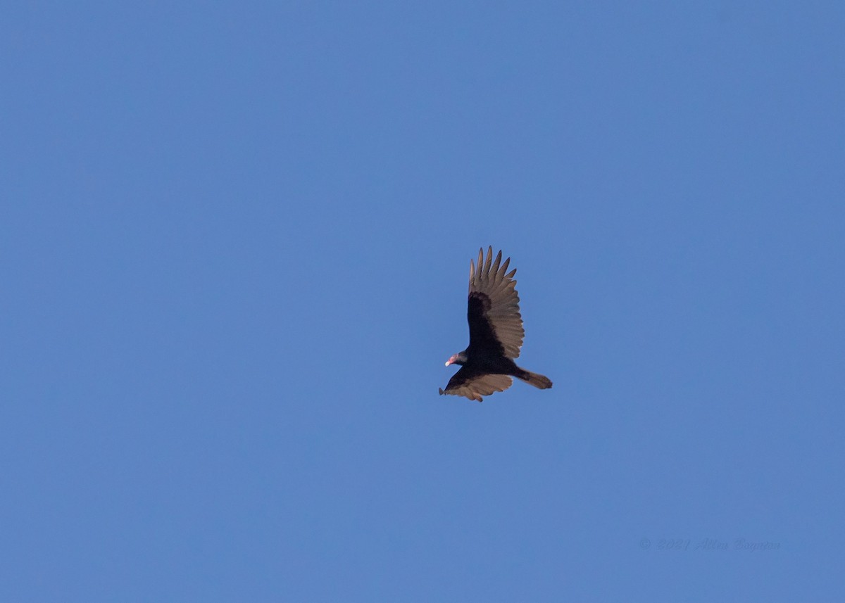 Turkey Vulture - ML388567081