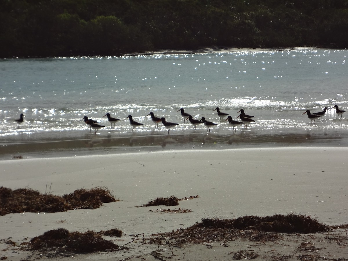 American Oystercatcher - ML38856981