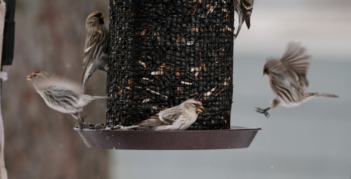 Hoary Redpoll (hornemanni) - ML38857001