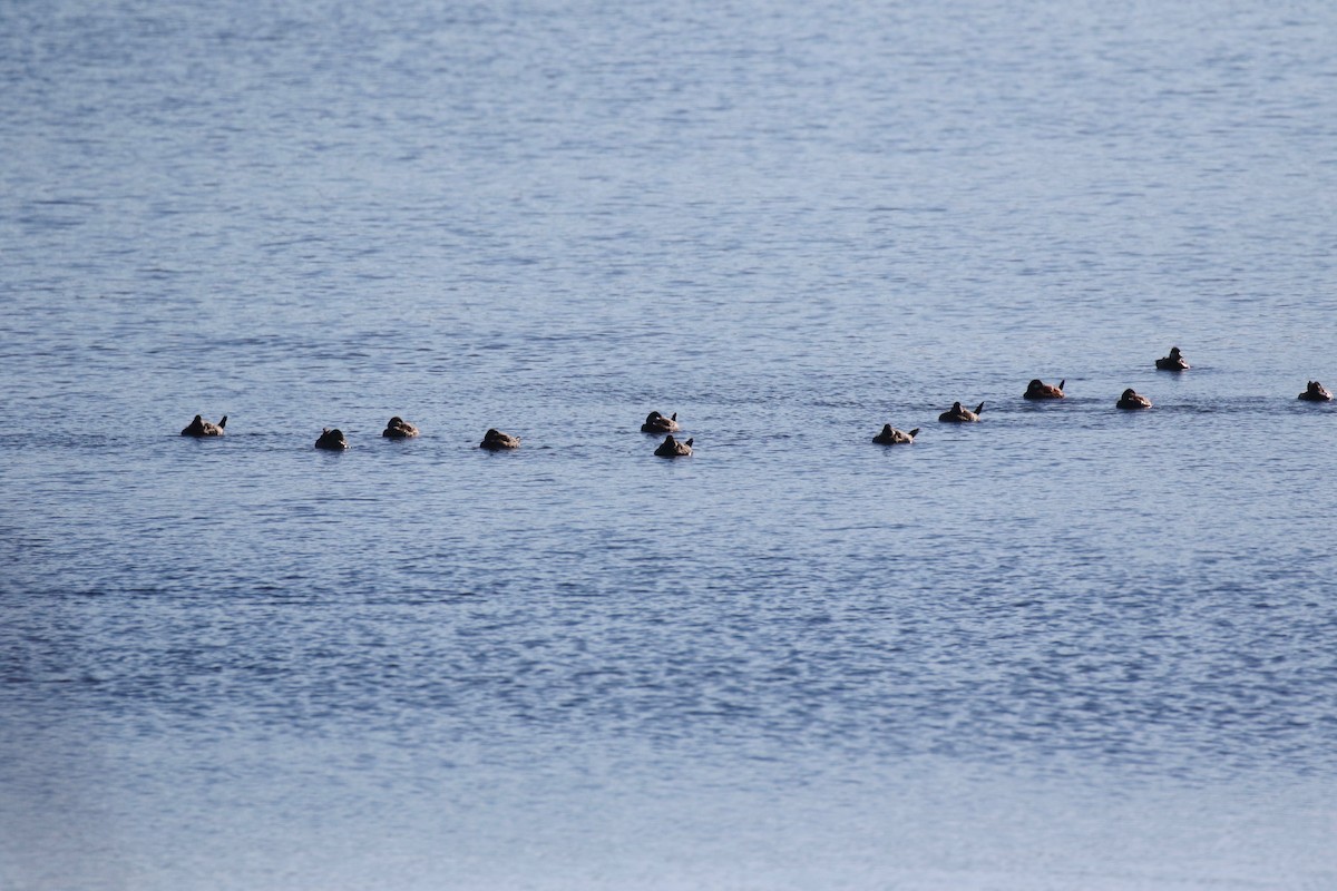 Ruddy Duck - John Kricher